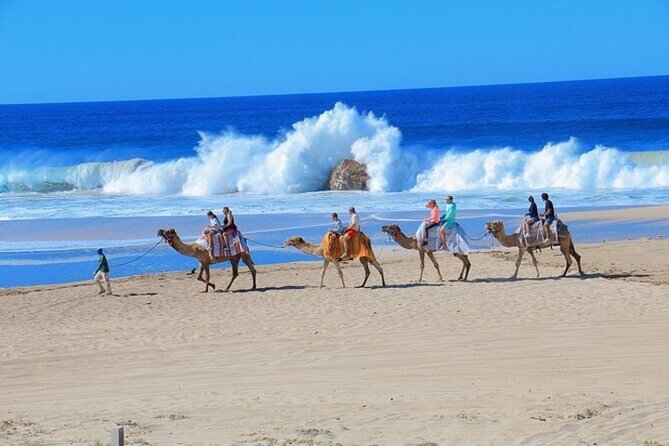 Fun Camel Ride and UTV COMBO with Tequila Tasting! - Tour Reviews and Guide Highlights