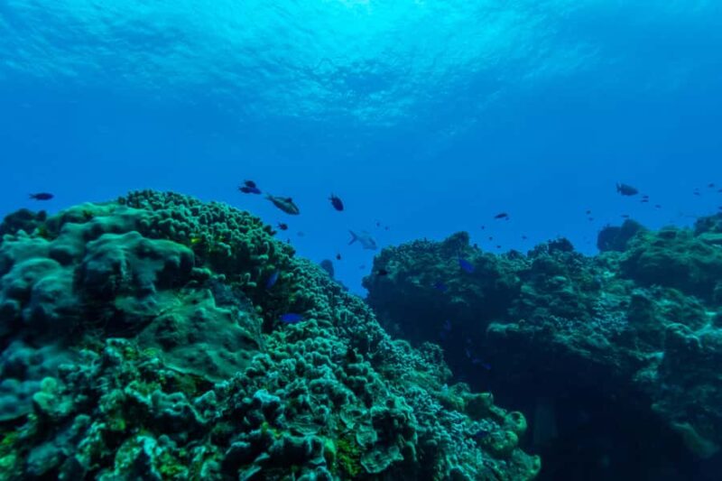 Fun Dive in Cozumel Dive Machine Experience - Key Points