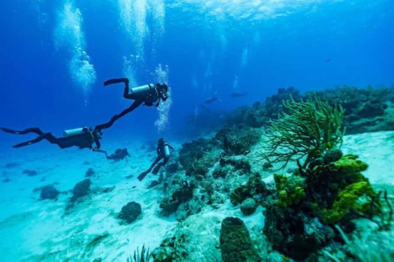 Fun Dive in Cozumel Dive Machine Experience - The Reef Sites: Towering Coral Walls and Marine Encounters