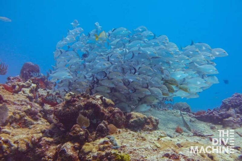 Fun Dive in Playa del Carmen Dive Machine Experience - What Is Included in the Price