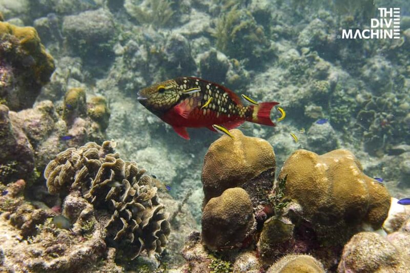 Fun Dive in Playa del Carmen Dive Machine Experience - The Unique Appeal of The Dive Machine