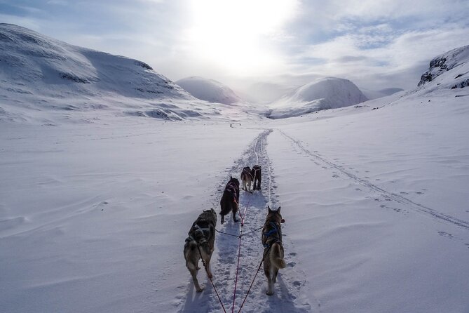 Fun & Easy Dog Sledding Adventure - Early Bird Tour - Tromso’s Dog Sledding Hub at the Huskies Farm