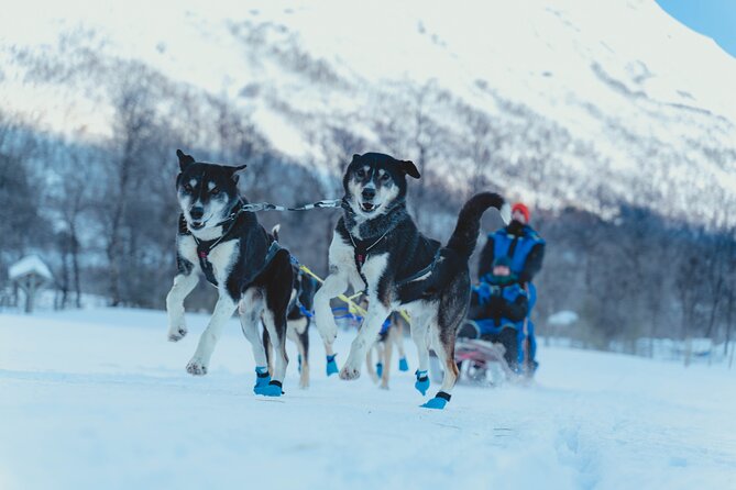 Fun & Easy Dog Sledding Adventure - Early Bird Tour - Scenic Routes Over the Tundra and Forests