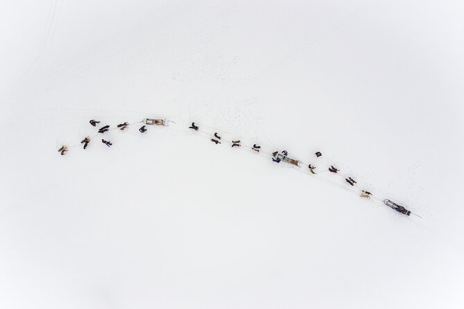 Fun & Easy Dog Sledding Adventure - Early Bird Tour - The Dogs: Friendly, Energetic, and Well-Cared-For