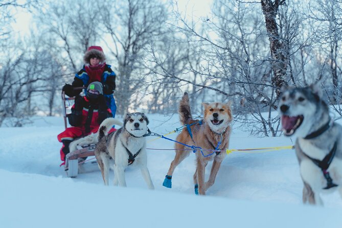 Fun & Easy Dog Sledding Adventure - Noon Tour - Transfer to the Huskies’ Farm and Overall Logistics