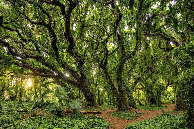 Fun! Open-Air Banyan Tree Forest & Blowhole Sight-Seeing MauiTour - The Enchanted Banyan Tree Forest