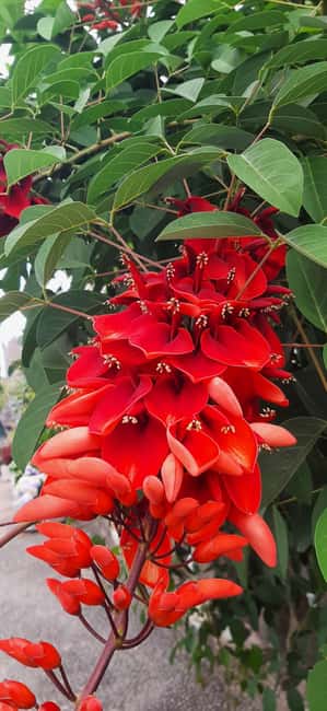 Funchal: A walk in a secret tropical garden - The Guided Walk Led by Passionate Botanists