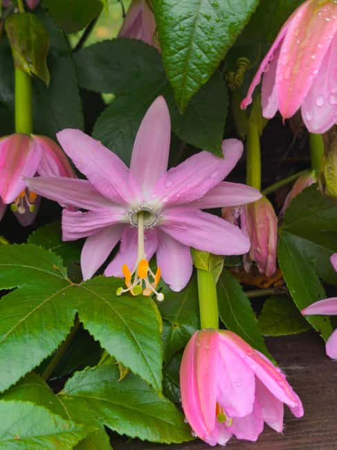 Funchal Agriculture Green Tour - Traditional Madeira Lunch in a Cozy Countryside Setting