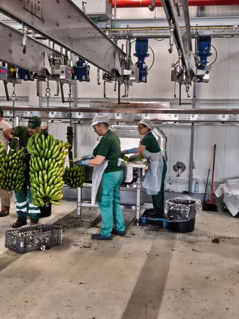Funchal Agriculture Green Tour - Visiting the Family-Owned Cattle Farm and Requeijão Cheese