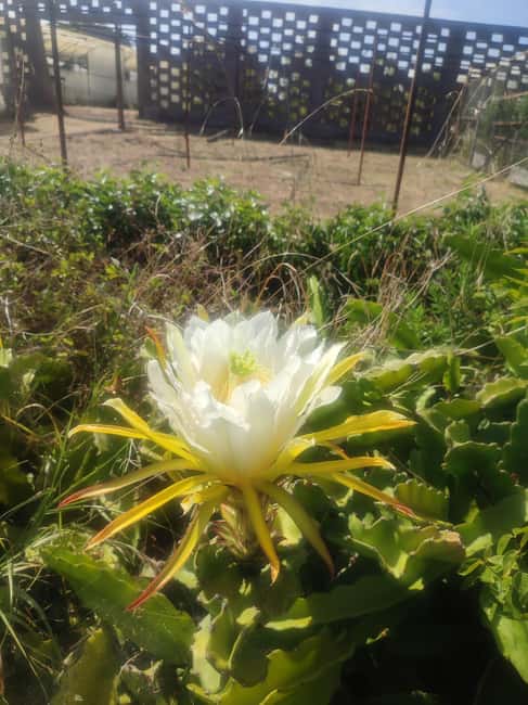 Funchal Agriculture Green Tour - Return Journey and Practical Details