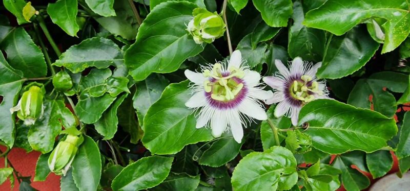 Funchal Agriculture Green Tour - Overall Value and Suitability