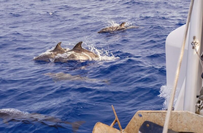 Funchal Bay: Dolphin & Whale Watch Luxury Catamaran Cruise - Food and Drinks on Board