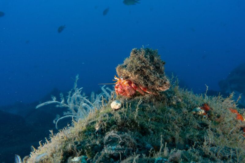 Funchal: Certified Scuba Diving, Guided Tour - Exploring the Eco Park Funchal Marine Protected Area