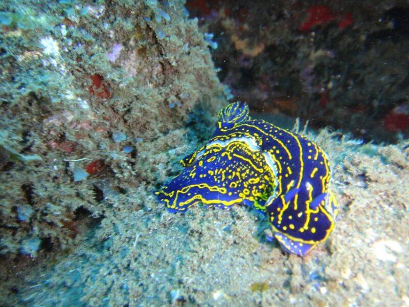 Funchal: Certified Scuba Diving, Guided Tour - Dive Logistics: Check-in, Equipment, and Insurance