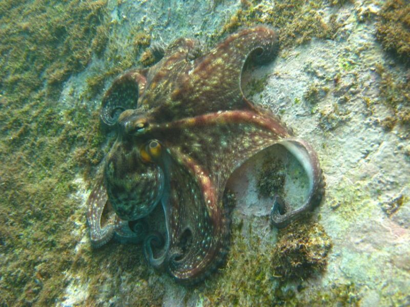 Funchal: Certified Scuba Diving, Guided Tour - Physical Requirements and Suitability