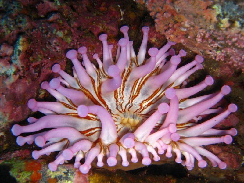 Funchal: Certified Scuba Diving, Guided Tour - Pricing, Cancellation, and Booking Flexibility