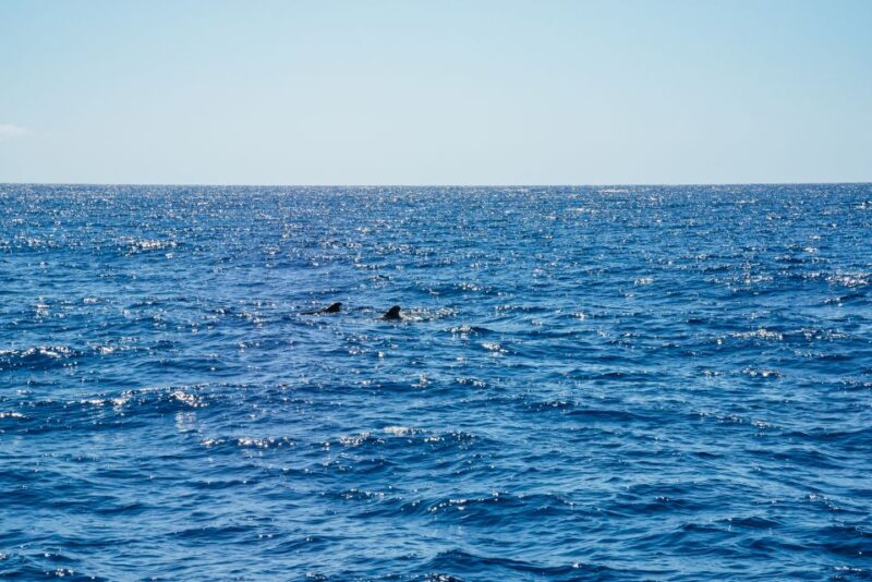 Funchal: Dolphin and Whale Watching by Luxury Catamaran - Funchal: Dolphin and Whale Watching by Luxury Catamaran