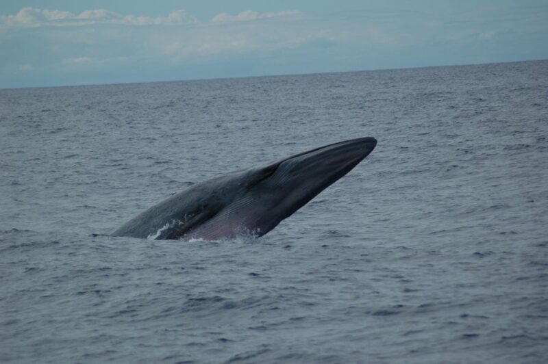 Funchal: Dolphin and Whale Watching Catamaran Cruise - Key Points