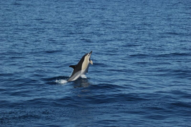 Funchal: Dolphin and Whale Watching Catamaran Cruise - The Funchal Departure Point and Booking Details