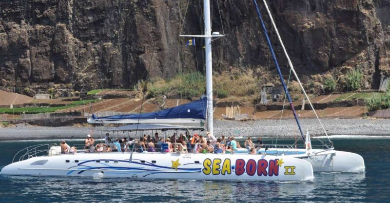 Funchal: Dolphin and Whale Watching Catamaran Cruise - Marine Wildlife and Sightings