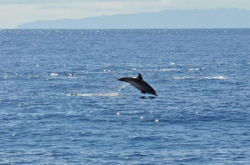 Funchal: Dolphin and Whale Watching Catamaran Cruise - The Experience of Watching from the Sea