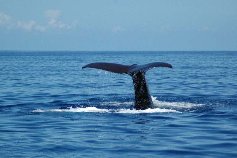 Funchal: Dolphin and Whale Watching Catamaran Cruise - Who Will Enjoy This Dolphin and Whale Watching Cruise?
