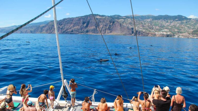 Funchal: Dolphin and Whale-watching Catamaran Tour - Exciting Marine Wildlife Adventures in Madeira with a 3-Hour Catamaran Tour