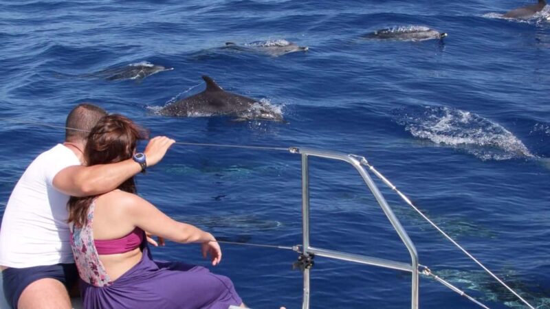 Funchal: Dolphin and Whale-watching Catamaran Tour - Viewing Dolphins and Whales in Their Natural Habitat