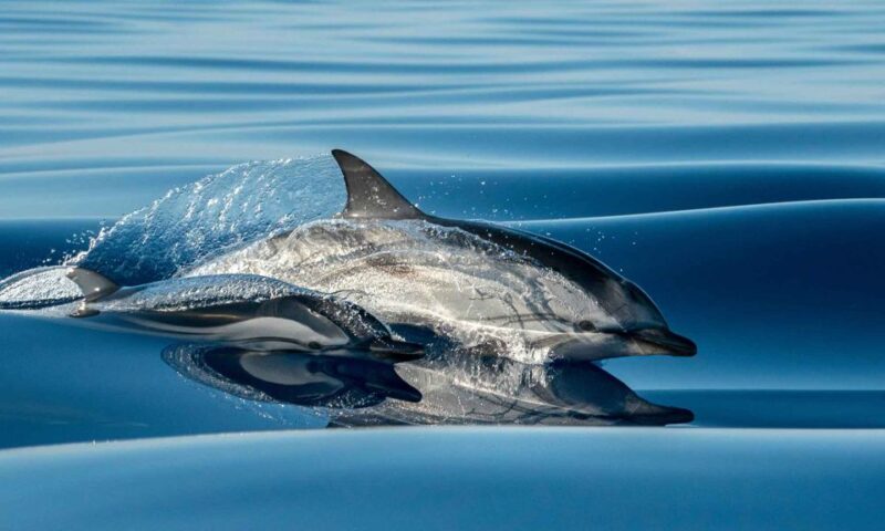 Funchal: Dolphin and Whale Watching Cruise - Funchal: Dolphin and Whale Watching Cruise – An Up-Cclose Wildlife Adventure for $57