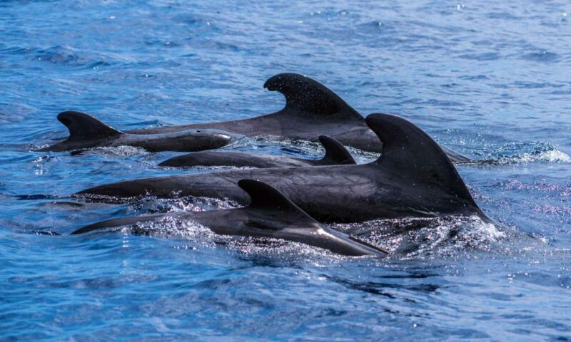 Funchal: Dolphin and Whale Watching Cruise - What Makes This Tour Stand Out: Marine Biology and Close Sightings