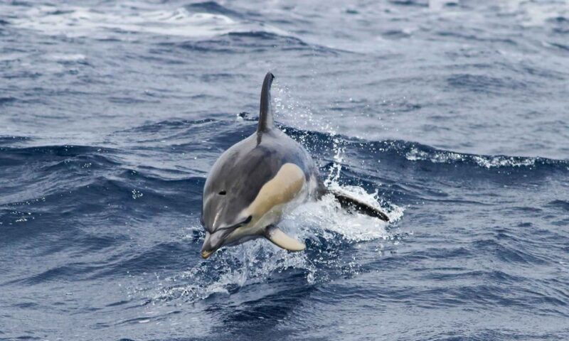 Funchal: Dolphin and Whale Watching Cruise - Wildlife Sightings Guarantee and Rebooking Policy