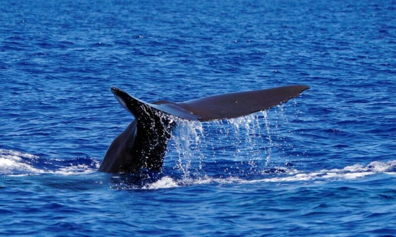 Funchal: Dolphin and Whale Watching Cruise - Physical Requirements and Suitable Audience