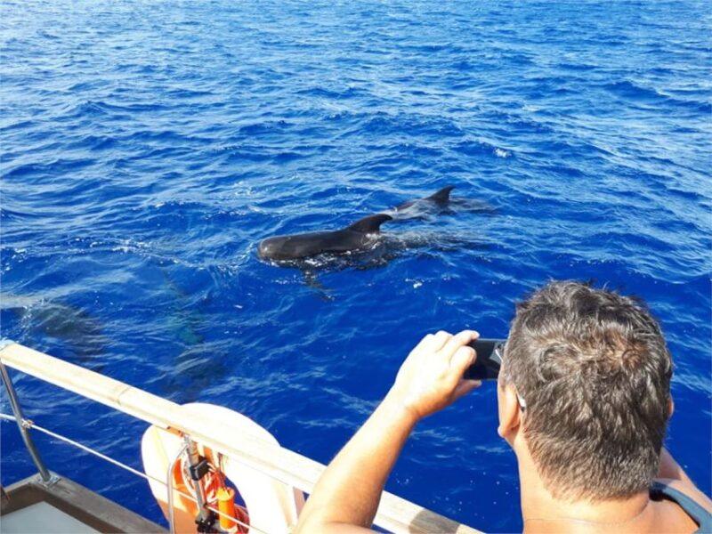 Funchal: Dolphin and Whale Watching Sailing Trip - Snorkeling at Cabo Girão: Europes Highest Sea Cliff