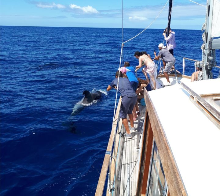 Funchal: Dolphin and Whale Watching Sailing Trip - Overall Value and Suitability