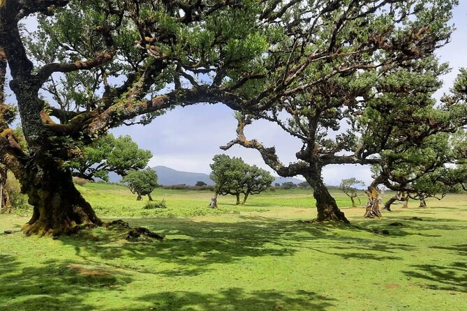 Funchal: Experiência 4WD Skywalk para Seixal Porto Moniz, Fanal - The Sum Up: Madeira’s Hidden Corners Revealed