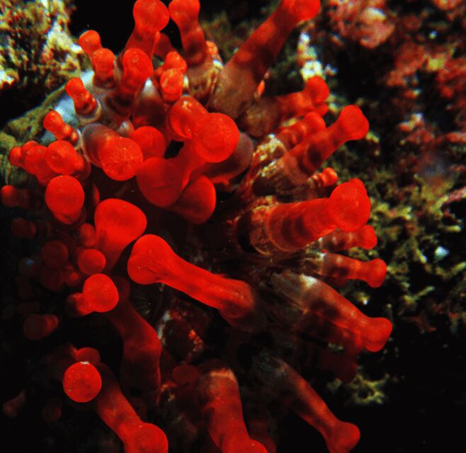 Funchal: Garajau national park - certified divers - Marine Life and Photography Opportunities