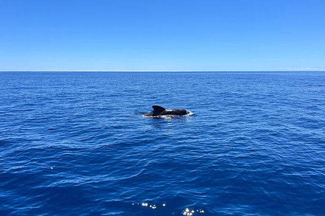 Funchal Half and Full Day Private Sailboat Tour - The Expertise and Friendliness of Guides João and Luís