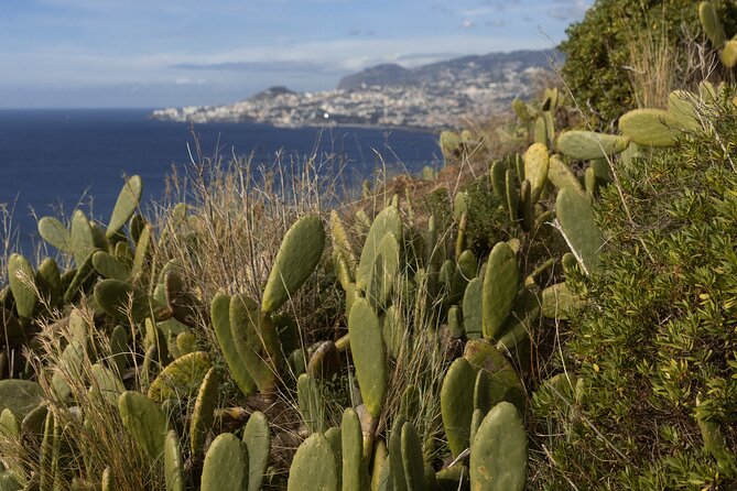 Funchal highlights 5h Private Tour in Madeira - Pico dos Barcelos for Peaceful Urban Vistas
