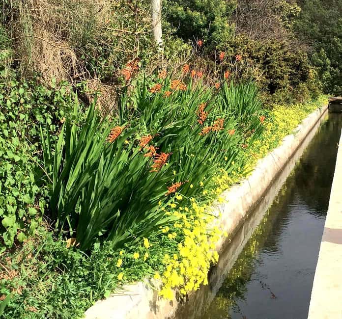 Funchal : Levada do Norte - Guided walk with transport - Encountering Madeira’s Endemic Flora and Fauna