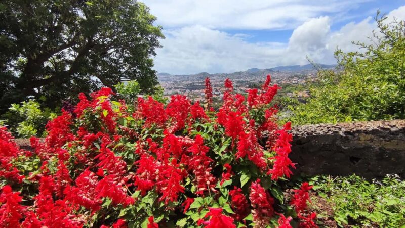Funchal: Madeira Botanical Garden Tuk-Tuk Tour + Old Town - Access to the Natural History Museum within the Gardens
