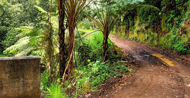 Funchal: Madeira Island 4x4 Private Customizable Tour - No Lunch, but Plenty of Scenic Stops