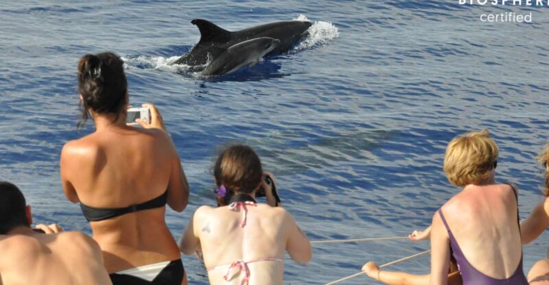 Funchal: Pico Arieiro, Cristo Rei and Dolphins Watching - Off-Road Adventure in Santo da Serra’s Forests