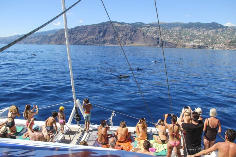 Funchal: Pico Arieiro, Cristo Rei and Dolphins Watching - Dolphin Watching Catamaran Cruise