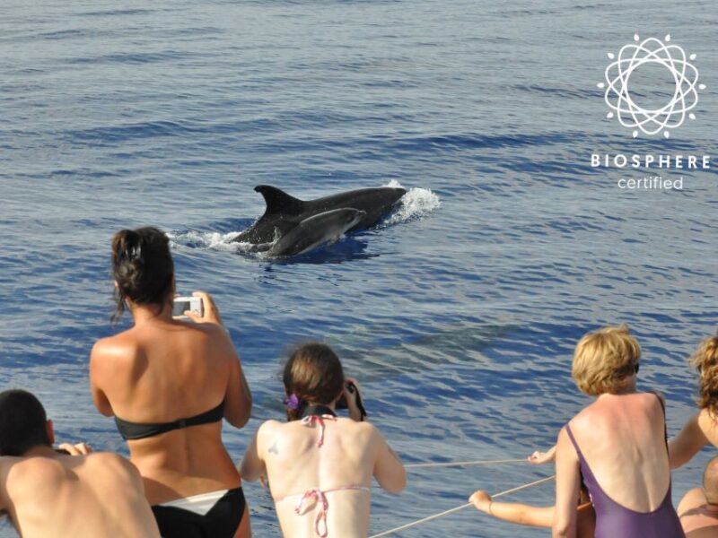 Funchal: Pico Arieiro, Cristo Rei and Dolphins Watching - Practicalities: Group Size, Inclusions, and Restrictions
