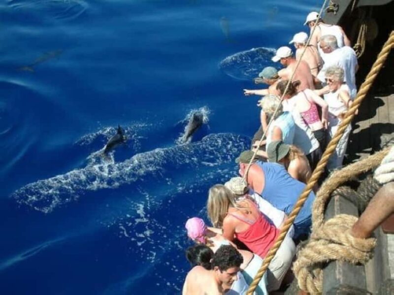 Funchal: Pirate Ship Cruise with Wine and Honey Cake Tasting - Marine Wildlife: Dolphins, Whales, and Turtles