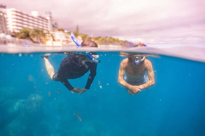 Funchal: Snorkeling Adventure in Eco-Park / Shore or by Boat - Discover Madeira’s Vibrant Underwater World with a Snorkeling Adventure in Eco-Park