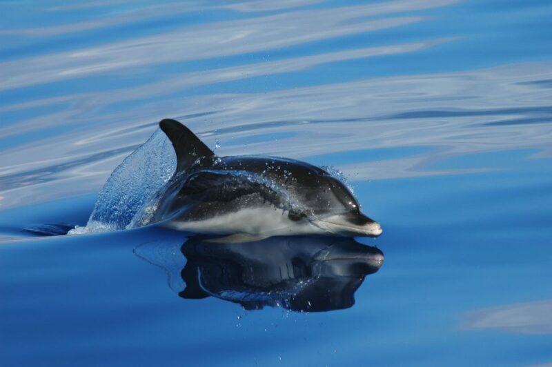 Funchal: Whale and Dolphin Watching Speed Boat Tour - The Speed Boat: Close Encounters in the Open Sea