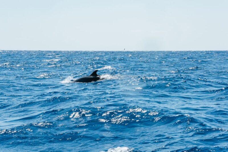 Funchal: Whale and Dolphin Watching Speed Boat Tour - What Marine Life Can You Expect to See?