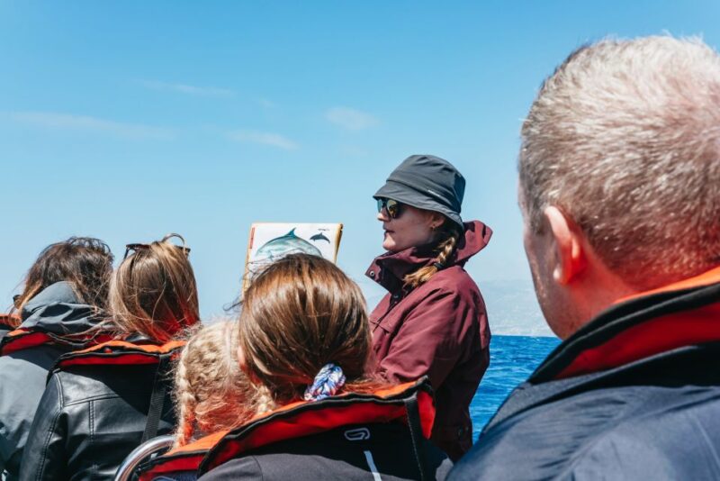 Funchal: Whale and Dolphin Watching Speed Boat Tour - Comparing Speed Boat to Other Marine Tours