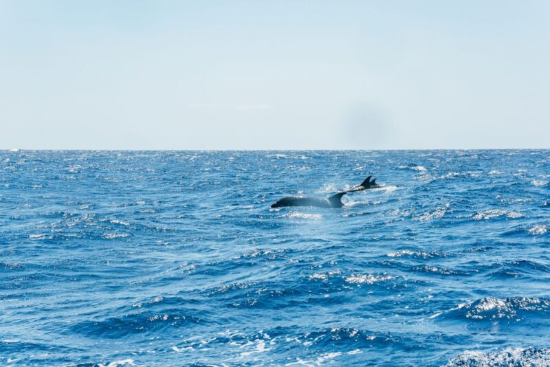 Funchal: Whale and Dolphin Watching Speed Boat Tour - Who Will Most Enjoy This Tour?